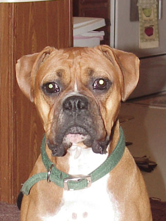 Apollo @ 14 months
