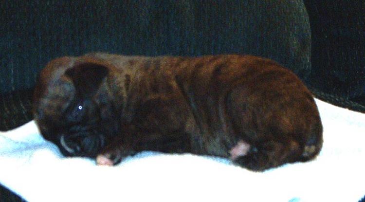Apollo @ 2 week old