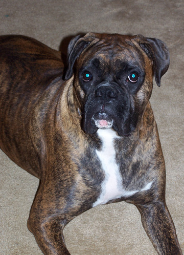 Apollo 21 months old