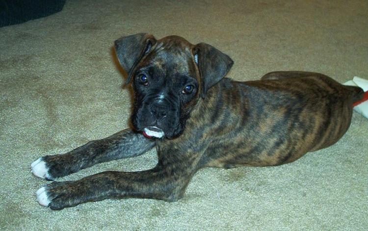 Apollo 8 wks old