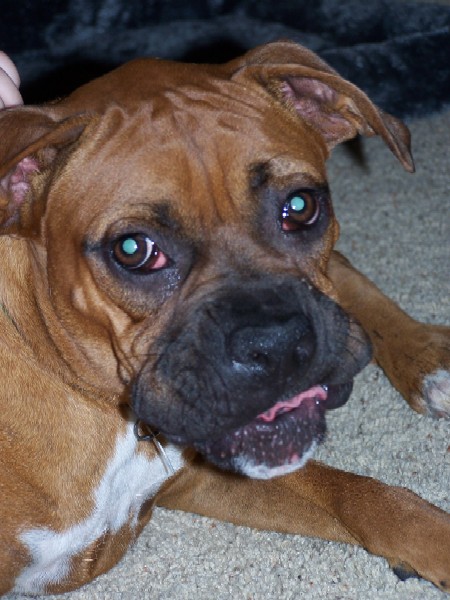 Apollo 8months old