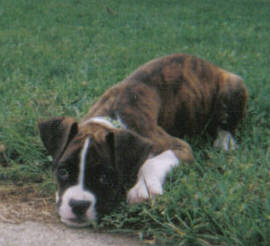 Apollo, 9 wks, flashy brindle male 7-14-05
