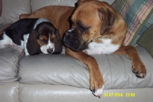 Apollo and Boomer