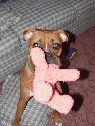 Apollo and his 'new' toy