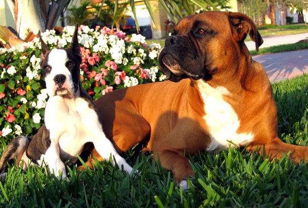 Apollo and Venus