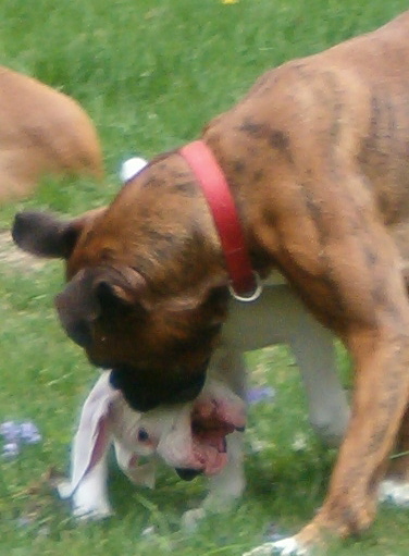 Apollo & Bailey by the garden