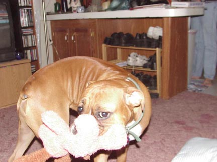 Apollo Beaning Like Crazy