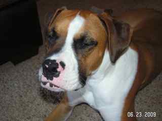 Apollo, our rescued boxer mix