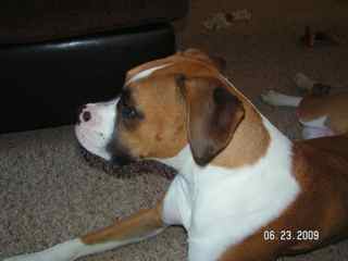 apollo, our rescued boxer mix