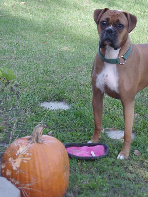 Apollo showing off his Pumkin