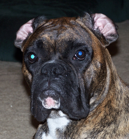Apollo with built in A/C with those ears flipped back