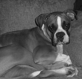 Apollo!