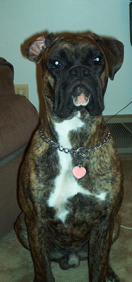 Apollo