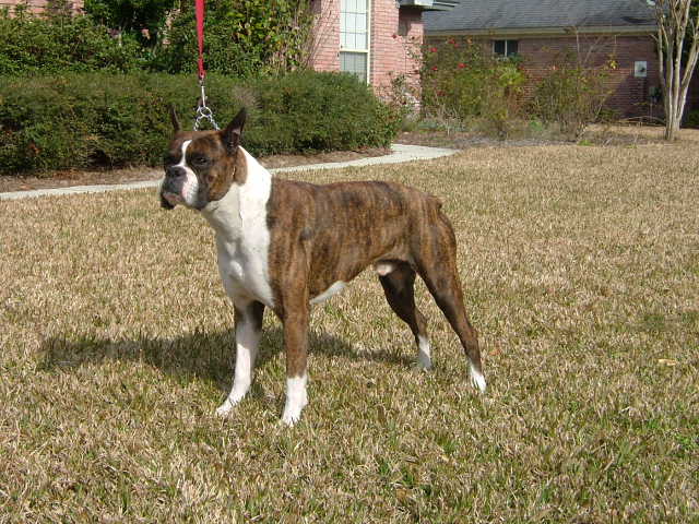 APOLLO
