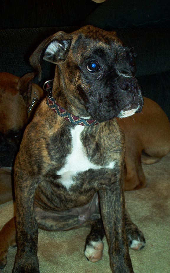 Apollo_4_months_old