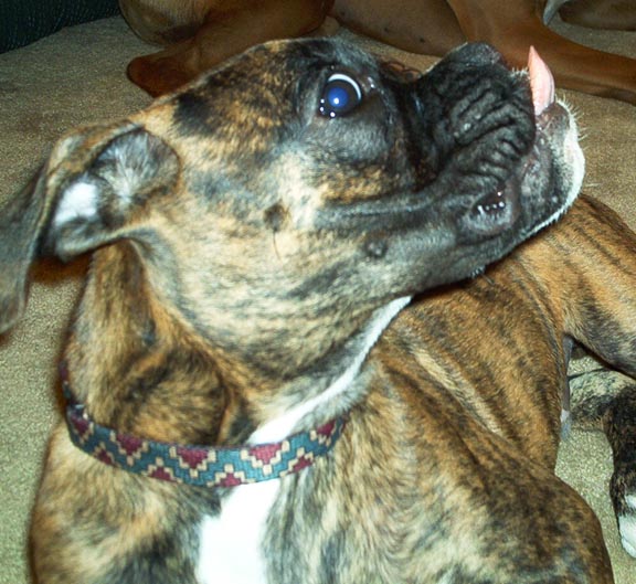 Apollo_4_months_old_what_is_next