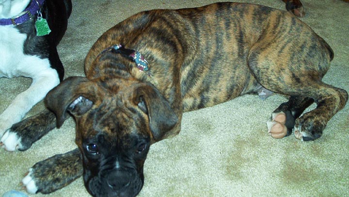 Apollo_4mnths