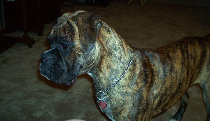 Apollo_7_months_old