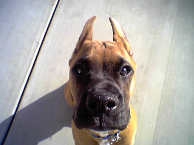 apollolook