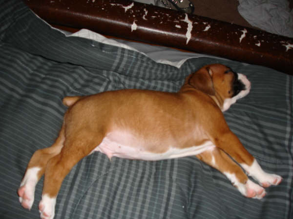 Apollosleeping
