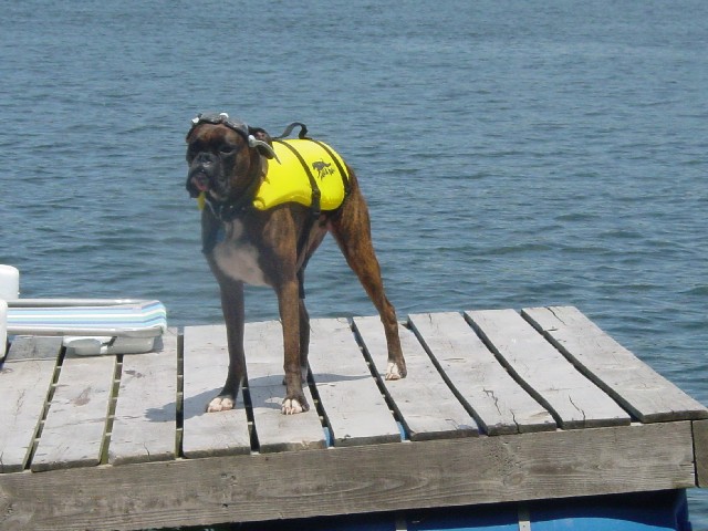 Aqua Dog