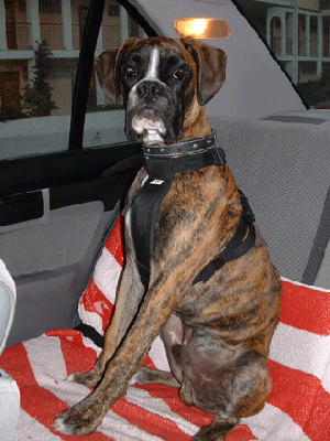 Aragon (5 months)