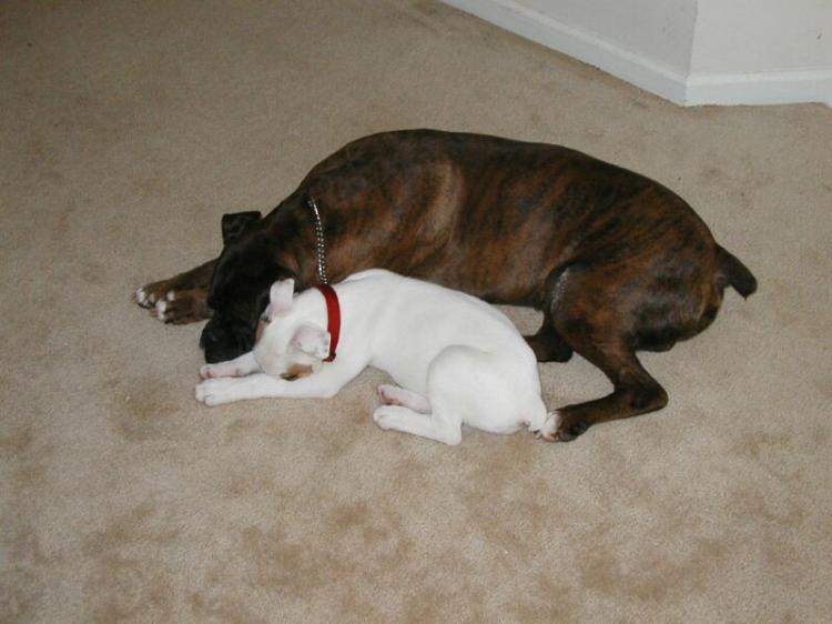 Archie & Dixie down