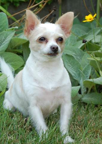 Archie
