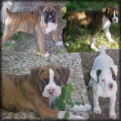 are little girl and her litter mates