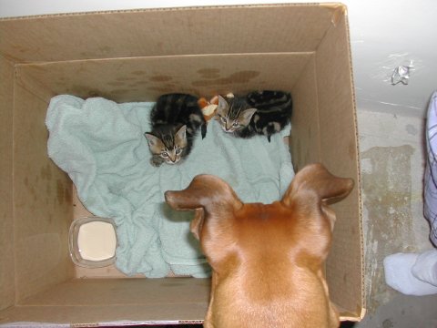 Are these my new play toys?