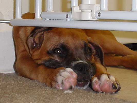 Are those boxing gloves or paws?