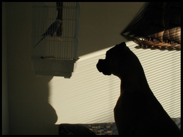 Are You A Putty Tat?