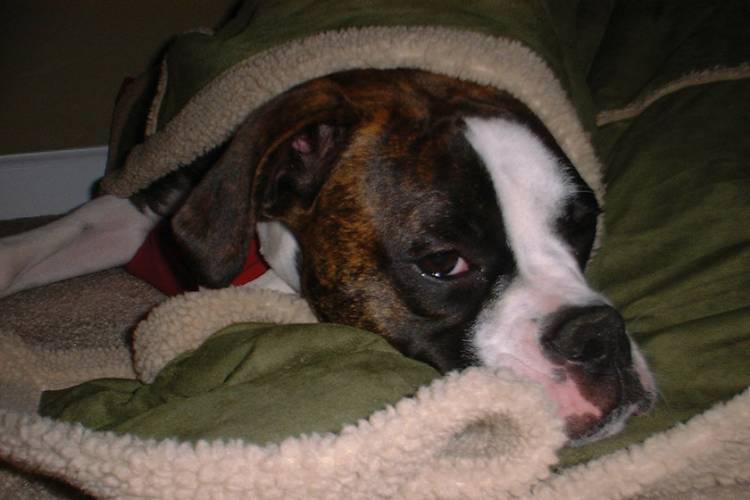 Are you cold Bella?