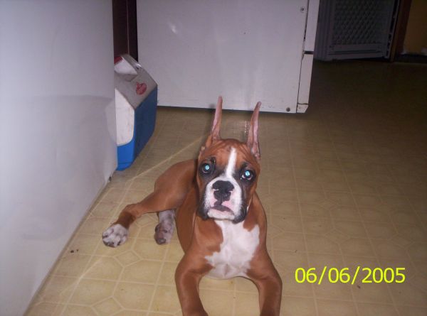 Ares new ears