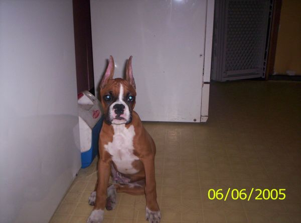 Ares new ears