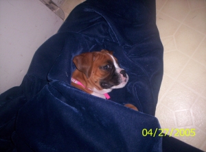 ares ready for bed