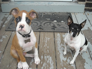 Aries 11 Weeks and Zeus 3 years old.