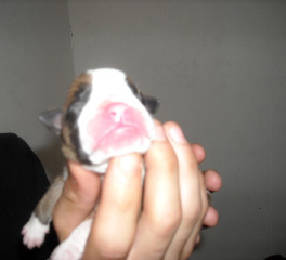 Aries The day he was born.