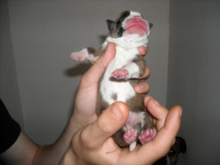 Aries The day he was born.