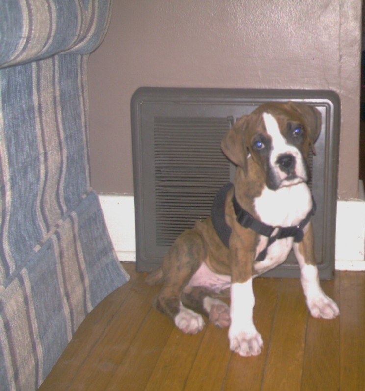 Arrow 10 weeks old