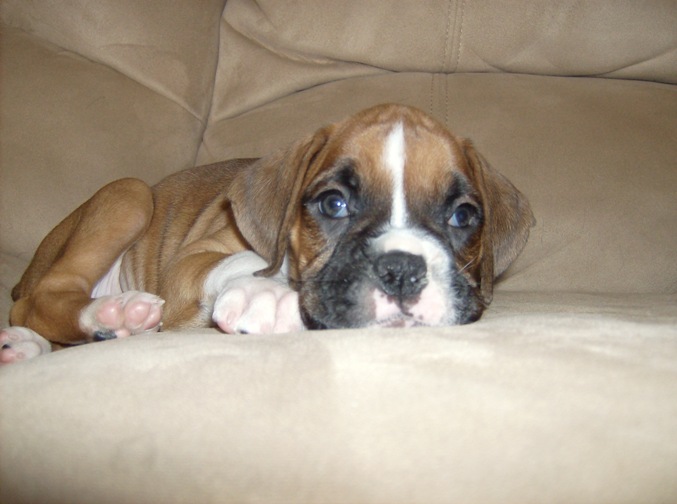 Arya at 6 Weeks