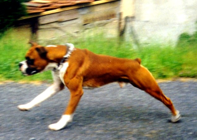 Asac. Do you remember Rocky Balboa running?