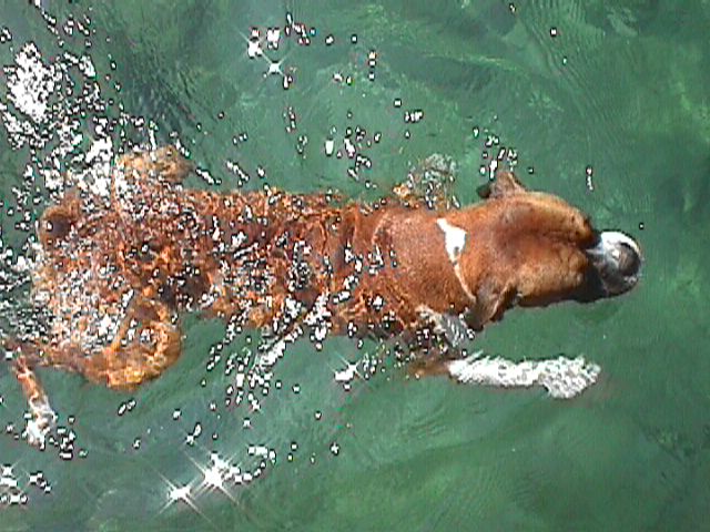 Asac swiming (Port de la Selva 2000)