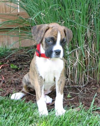 Asher - A "flashy brindle" pup