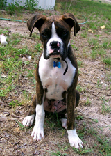 Asher at 6 1/2 months
