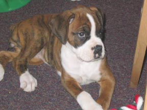 Asia At 8 weeks