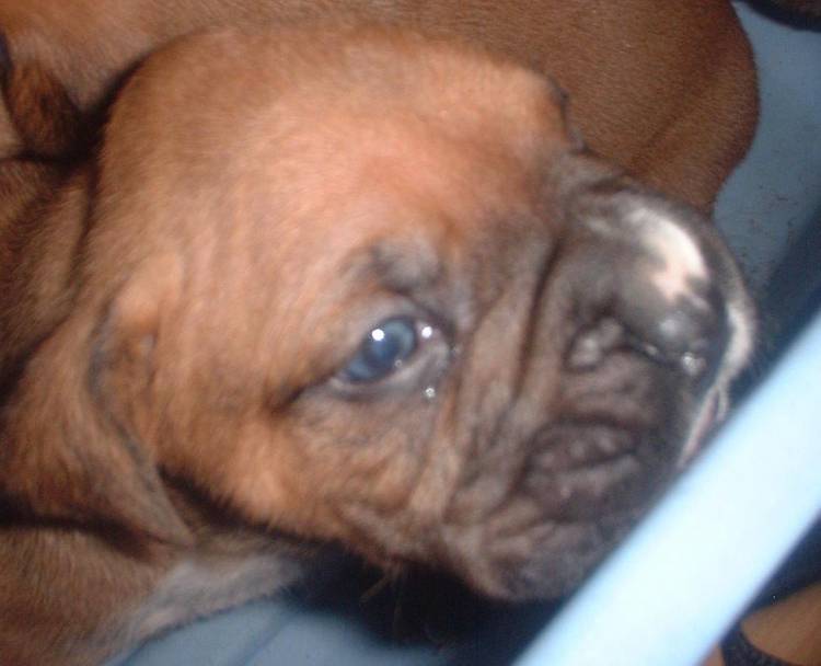 Askum 2.5 weeks old