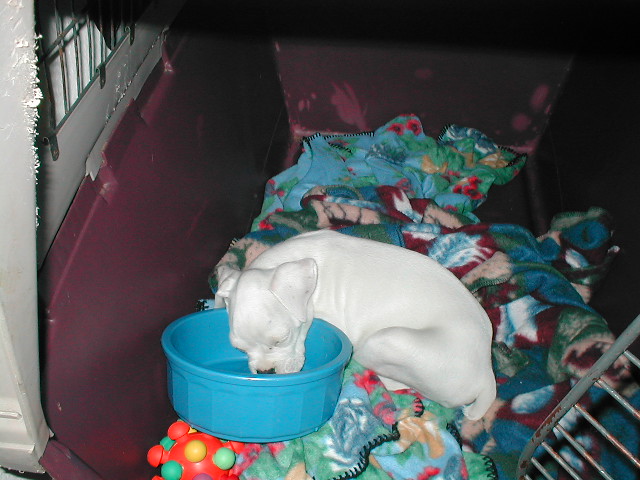 asleep in the bowl
