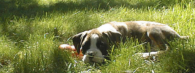 asleep in the grass