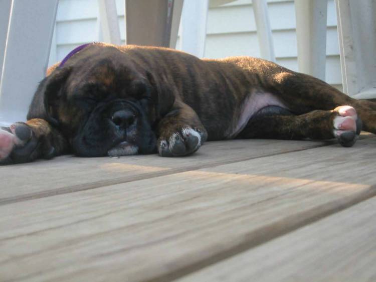 Asleep on the deck...